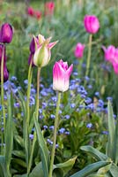 A spring border of Tulipa 'Florosa' with forget me nots.