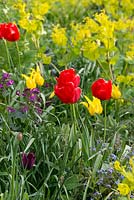 A contrasting spring combination of Tulipa 'Red Emperor' and Smyrnium perfoliatum.