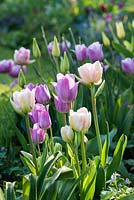 A spring border with Tulipa 'Douglas Bader' and 'Violet Beauty'.