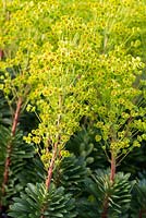 Euphorbia amygdaloides, a hardy perennial wood spurge, perfect for full sun or shade.