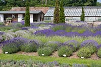 A display of different lavender varieties in the walled garden at Downderry Lavender Nurseries.