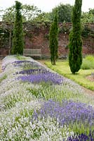 In the Long Lavender Border, the helix planting is formed with 'Little Lottie', different angustifolias are planted at the eye of each helix at the intersections, 'Grosso' and 'Edelweiss' alternate.