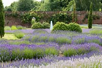 Swathes of different lavender varieties growing in the walled garden at Downderry Lavender Nurseries.