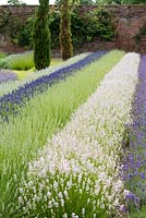 Left to right rows of lavender: Lavandula angustifolia 'Blue Ice', L x intermedia 'Olympia', L x intermedia 'Edelweiss', L angustifolia 'Rosea', L angustifolia 'Folgate'.