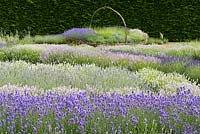 Giant woven basket of lavenders, 'Melissa Lilac',   'Old English' and 'Hidcote Pink' seen over waves of angustifola lavenders 'Melissa Lilac', 'Little Lottie' and 'Elizabeth'.