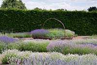 Giant woven basket of lavenders, 'Melissa Lilac',   'Old English' and  'Hidcote Pink' seen over waves of L x chaytorae 'Brideshead Blue' and  angustifola lavenders 'Melissa Lilac', 'Little Lottie' and 'Elizabeth'.