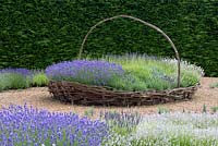 In giant woven basket of lavenders, left to right Lavandula angustifolia 'Melissa Lilac',  L x intermedia 'Old English' and L angustifolia 'Hidcote Pink'.