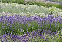 Waves of lavenders. Angustifolias 'Little Lottie' and 'Melissa Lilac'. Behind, L x chaytorae 'Brideshead Blue'.