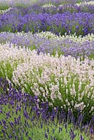 Waves of angustifolia lavenders bottom to top: 'Hidcote', 'Hidcote Pink', 'Ashdown Forest', 'Nana Alba' and 'Folgate'.