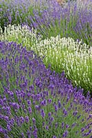 Waves of angustifolia lavenders bottom to top: 'Loddon Blue', 'Blue Mountain White', 'Royal Purple' and 'Cedar Blue'.