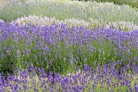 Waves of lavenders. Angustifolias 'Little Lottie' and 'Melissa Lilac'. Behind, L x chaytorae 'Brideshead Blue'.
