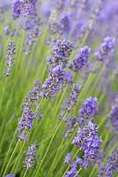 Lavandula angustifolia 'Elizabeth', a compact English lavender, with grey green foliage and vivid violet flower buds,