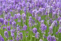 Lavandula angustifolia 'Lavenine Petite', English lavender, bears masses of short, vivid blue flower spikes from June.