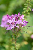 Cleome hassleriana 'Violet Queen', spider flower, a tall annual flowering from June