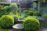 A walled town garden with raised bed planted with box balls, hebe, tulips, forget-me-nots and Pittosporum.