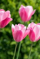 Tulipa 'Survivor', a May flowering Tulip with large heads of deep rose pink merging to a softer pink towards the edges.