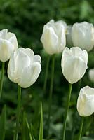 Tulipa 'Maureen' a tall, elegant single late tulip with snow white flowers.