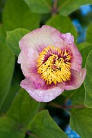 Paeonia mlokosewitschii hybrid, a herbaceous perennial peony with single pale pink flowers.