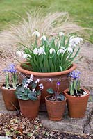 Long established pot of Galanthus 'Mrs Thompson', surrounded by pots of Hepatica nobilis, Cyclamen coum 'Alba' and Iris reticulata 'Alida'.