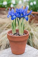 Iris histrioides 'Lady Beatrix Stanley', a  rich blue reticulata iris flowering January, February and March.