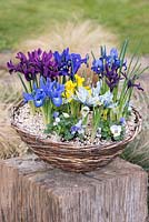 Reticulata irises planted with violas in basket, flowering in winter. From front left clockwise: blue 'Lady Beatrix Stanley', plum coloured 'George', gentian blue 'Harmony', indigo blue  'Palm Springs', purple 'Pauline', light blue and yellow 'Katharine Hodgkin. In the middle, yellow Iris danfordiae.