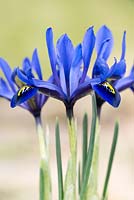 Iris reticulata 'Harmony', a gentian blue miniature iris. Flowering January, February and March.