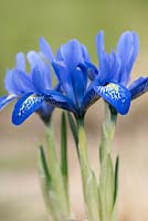 Iris histrioides 'Lady Beatrix Stanley', a  rich blue reticulata iris. Flowering January, February and March.