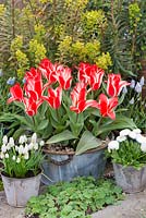 Steel tub of Tulipa 'Pinocchio', a dwarf Greigii tulip flowering in March against backdrop of euphorbia. Pots of grape hyacinths and bellis daisies.