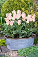 Galvanised wash tub of Tulipa 'Little Girl' against backdrop of euphorbia and box ball. In March.