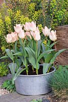 Aluminium preserving pan of Tulipa 'Little Girl' against backdrop of euphorbia and box ball. In March.