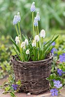 Basket of Muscari 'Lady Blue' and 'White Magic', amidst lesser periwinkle.