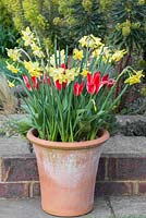 Narcissus 'Pipit' with Tulipa 'Pinocchio', flowering in late March. Behind, euphorbia.
