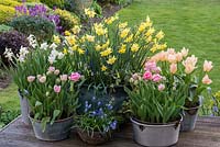Aluminium, copper and galvanised metal containers of Narcissus 'Pipit' and 'Cotinga', Tulipa 'Angelique' and 'Little Girl'.