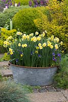 In a tin tub, Narcissus 'Sundisc', a jonquilla daffodil, flowering in April amidst violas. Underplanted with muscari, that flowered 6 weeks earlier.