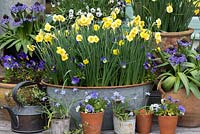 Narcissus 'Sundisc', a jonquilla daffodil, flowering in April amidst violas. Underplanted with muscari, that flowered 6 weeks earlier.