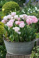 In an old galvanised wash tub, Tulipa 'Angelique', a double late flowering tulip with pink petals, flowering in April.