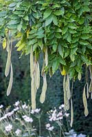 Wisteria sinensis develops long, green, felt like seed pods by early autumn. Once dried, these can explode, dispersing the seeds far and wide.