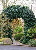 Seen through ivy arch, Hamamelis x intermedia 'Barnstedt Gold', golden witch hazel, a fragrant deciduous shrub, in rock garden in midwinter.