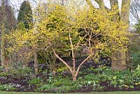Cornus mas, the Cornelian cherry, a deciduous shrub or small tree which produces bright yellow flowers in winter.