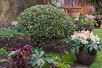 A winter border with topiary evergreen eleagnus and containers planted with hellebores.