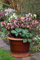 Helleborus 'Penny's Pink' Rodney Davey Marbled Group, hellebore, flowering in February and March.