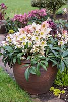 Helleborus x nigercors 'Emma', a creamy hellebore flowering in February and March.