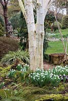 Silver birch rising out of clumps of Galanthus 'Nothing Special', snowdrops flowering in February.