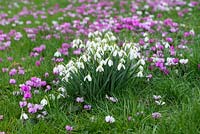 Galanthus - A clump of snowdrops amongst a naturalised carpet of cyclamen.