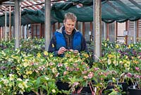 Kevin Belcher who, over the last 30 years, has developed an amazing range of hellebore hybrids in Ashwood Nurseries' breeding programme.