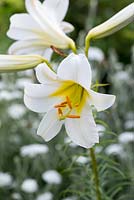 Lilium regale, Regal lily, a bulb bearing very fragrant, trumpet shaped white flowers on tall stems in summer, from June