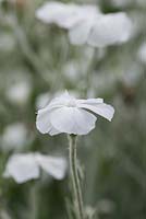 Lychnis coronaria 'Alba', white flowered rose campion, is a biennial with soft, felted grey foliage and round white flowers from May
