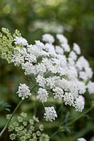 Ammi majus, bullwort, a cow parsley like annual bearing lots of white flower heads in summer, from May.