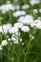 Achillea ptarmica 'The Pearl', sneezewort, a perennial bearing masses of small pom pom flowers from June.
