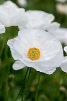 Papaver rhoeas 'Bridal Silk', field poppy, a hardy annual with white single flowers, crumpled petals, flowering from June.